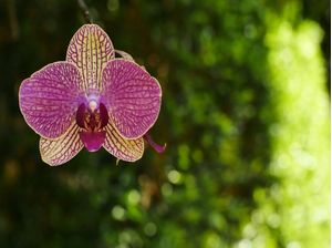 PRIMAVERA ORQUIDEA