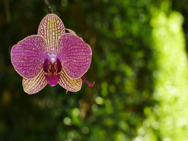 PRIMAVERA ORQUIDEA