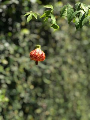 PRIMAVERA ABAJUR CHINÊS