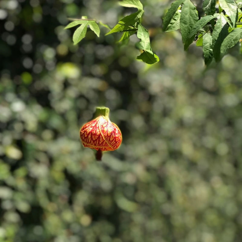 PRIMAVERA ABAJUR CHINÊS I