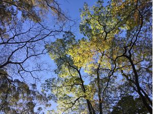 PRIMAVERA AZUL E VERDE