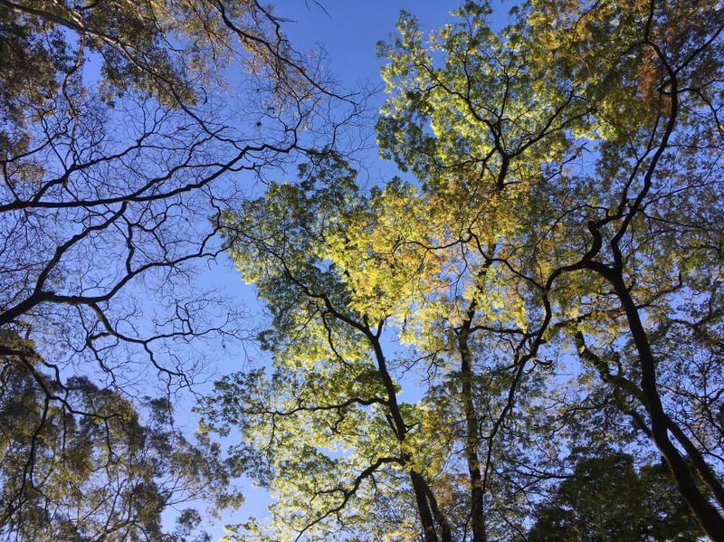 PRIMAVERA AZUL E VERDE