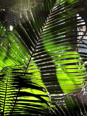PRIMAVERA FOLHAS VERDES E SOMBRA