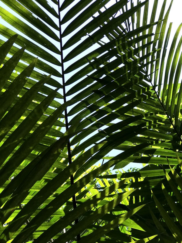 PRIMAVERA FOLHAS VERDES
