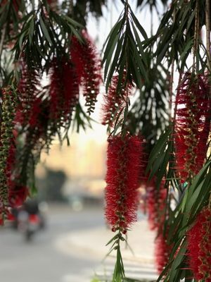 PRIMAVERA NAS RUAS