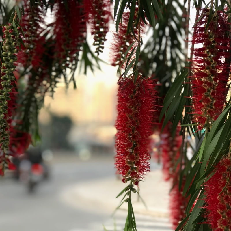 PRIMAVERA NAS RUAS I