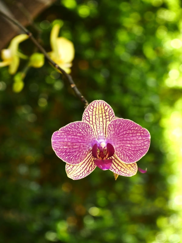 PRIMAVERA ORQUIDEA ROSA II