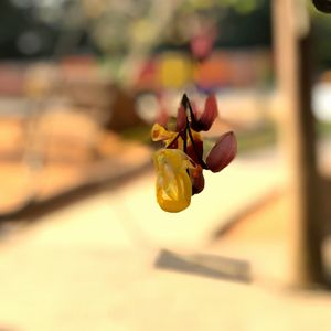 PRIMAVERA Q BELEZA I