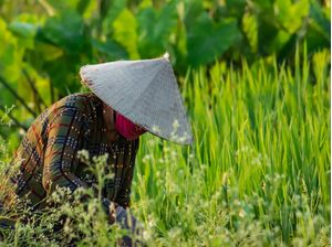 RICE FIELDS