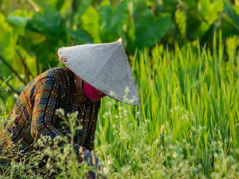 RICE FIELDS