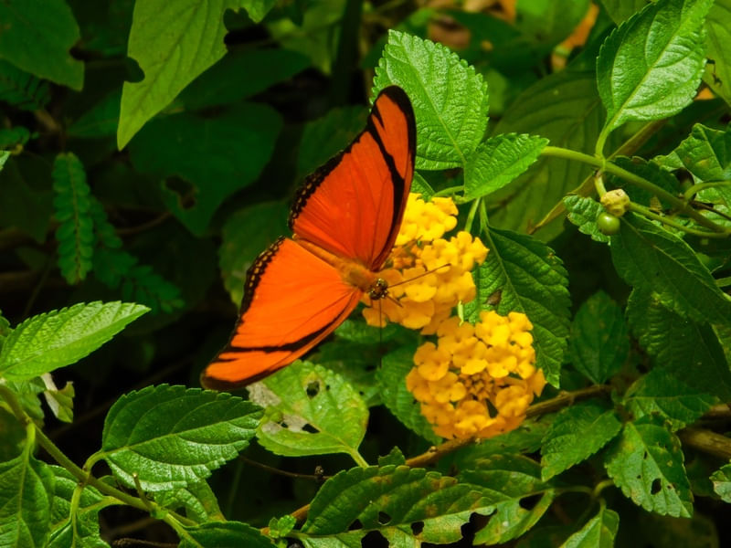 POUSO DA BORBOLETA