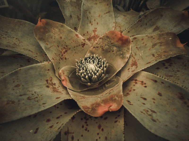FLOR EXÓTICA
