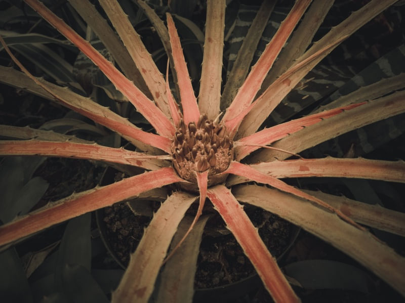 FLOR EXÓTICA II