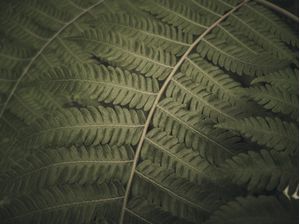 FOLHA VERDE