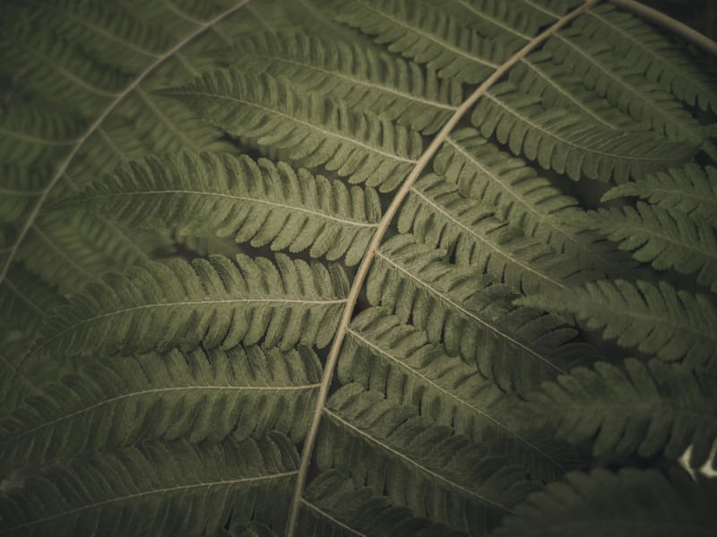 FOLHA VERDE