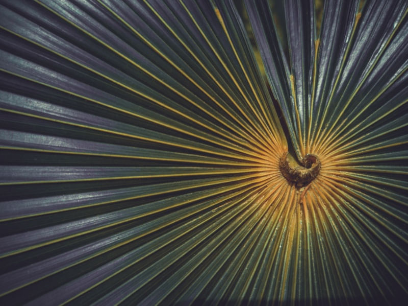 PLANTA GEOMETRISMO
