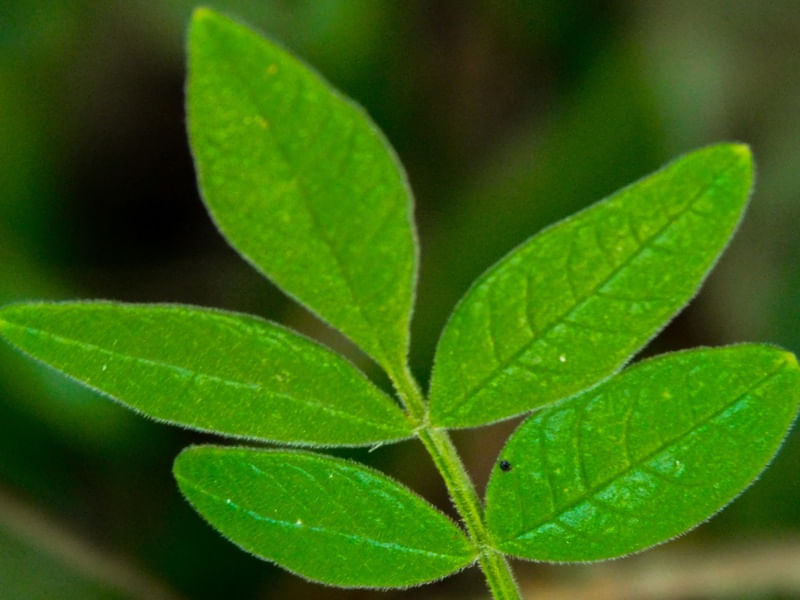 DETALHES DA NATUREZA I