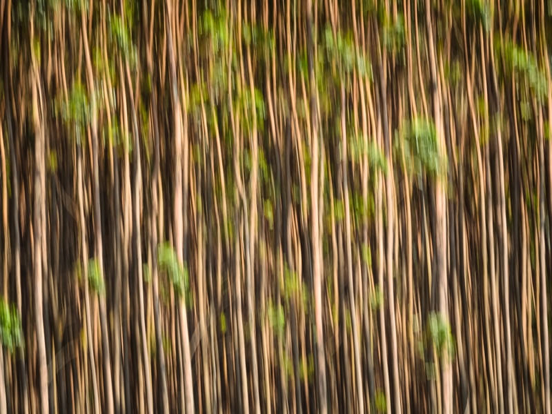 FLORESTA DE EUCALIPTOS_11