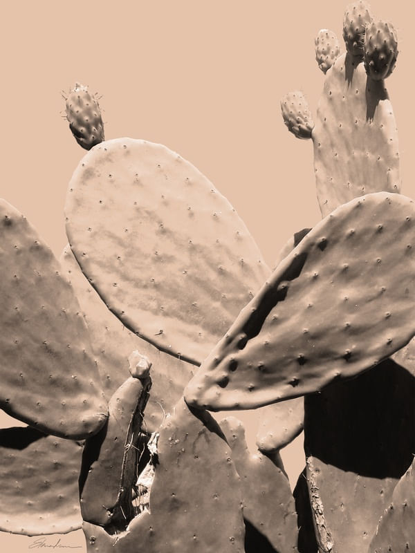 CACTUS NUDE