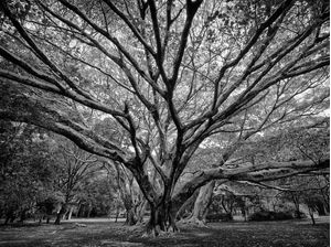 ÁRVORES NO PARQUE DO IBIRAPUERA II