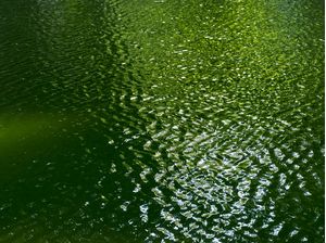 ÁGUA DO LAGO (P)