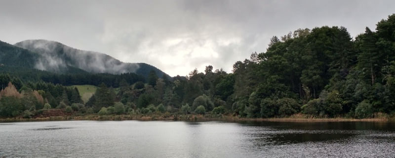 FLORESTA E RIO