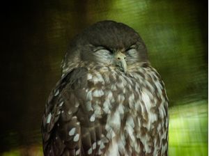 ANIMALS_OWL