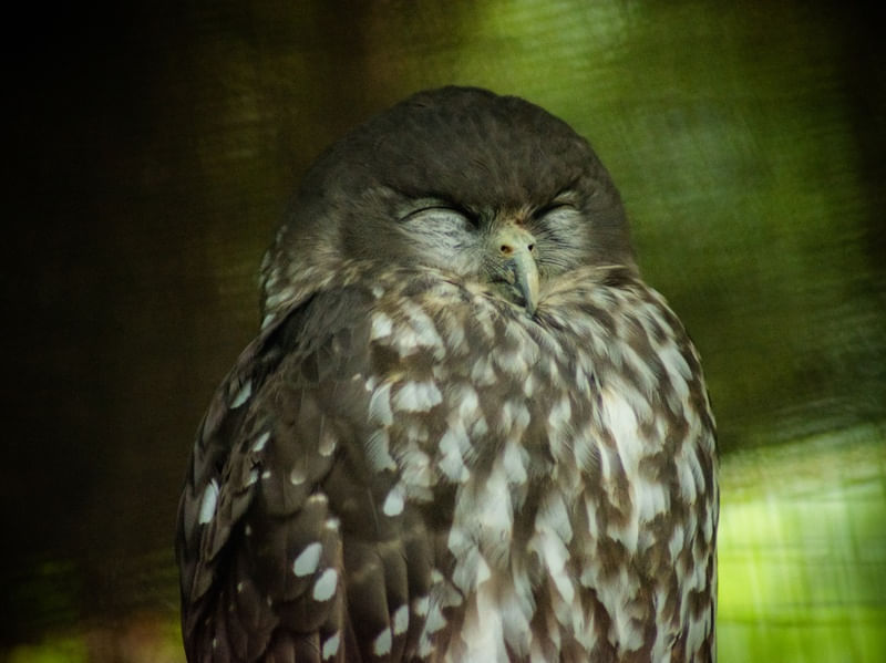 ANIMALS_OWL
