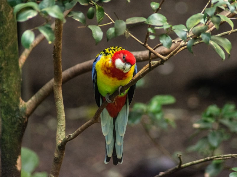 ANIMAL_PARROT