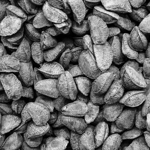 CASTANHAS PB (Q)