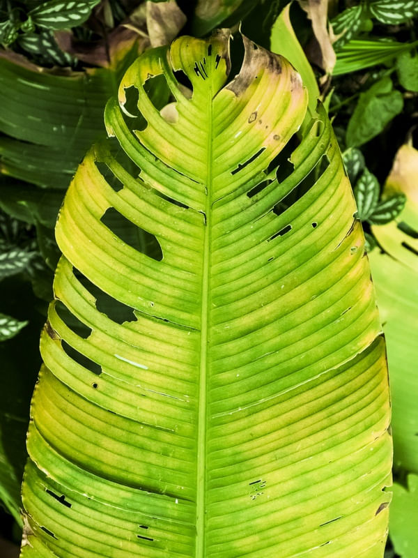 DE BANANEIRA (RE)