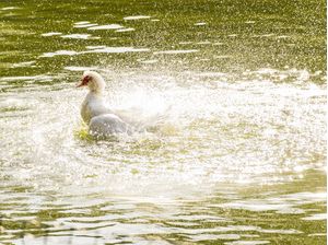 BANHO NO LAGO (P)