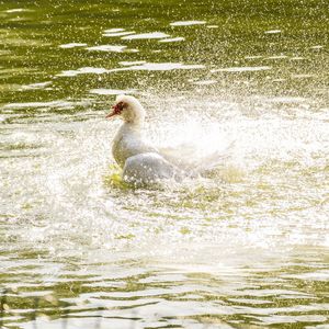 BANHO NO LAGO (Q)