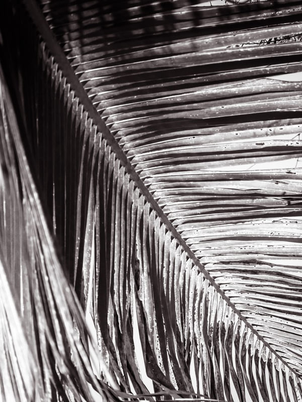 FOLHAGEM ABSTRATA P&B