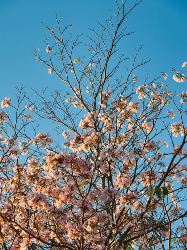 IPÊ ROSA 00