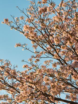 IPÊ ROSA 01