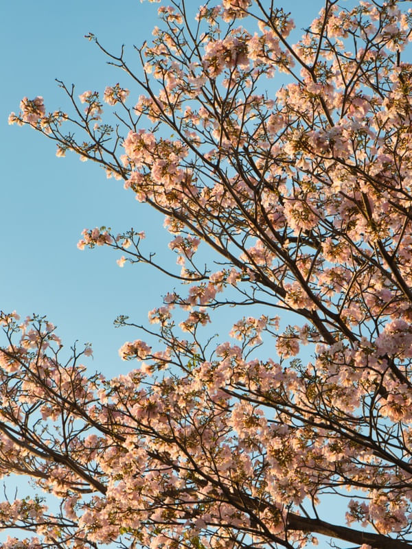 IPÊ ROSA 01