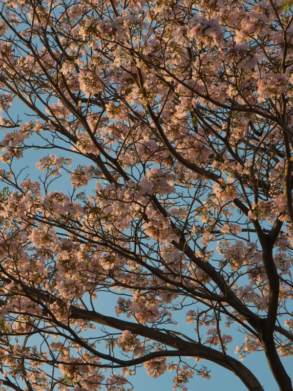 IPÊ ROSA 02