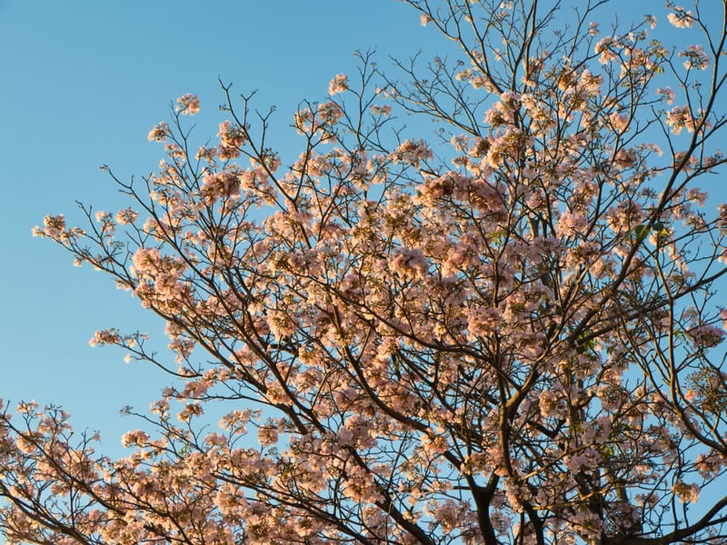 IPÊ ROSA 03