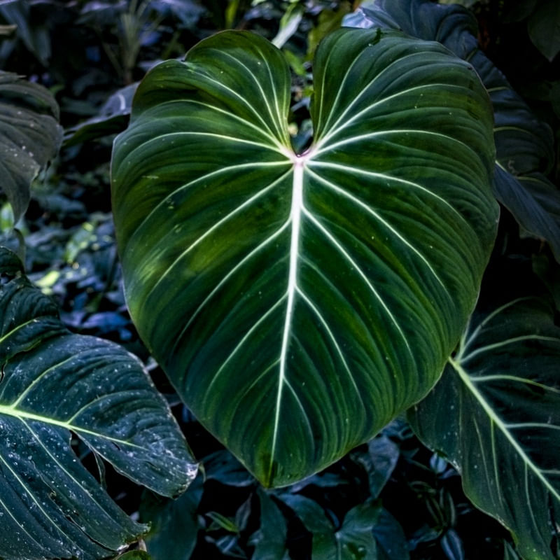 CORAÇÃO VERDE