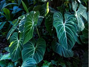 PLANTAS VERDES 1