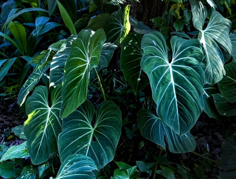 PLANTAS VERDES 1