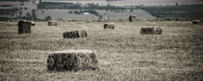 CAMPO DE FENO