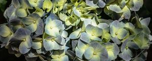 FLORES SILVESTRES_3