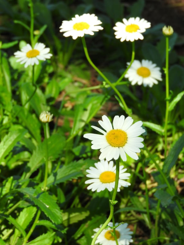 MARGARIDAS BH