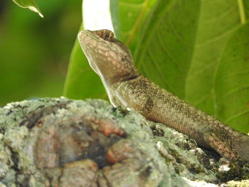 LIZARD ON THE SUN