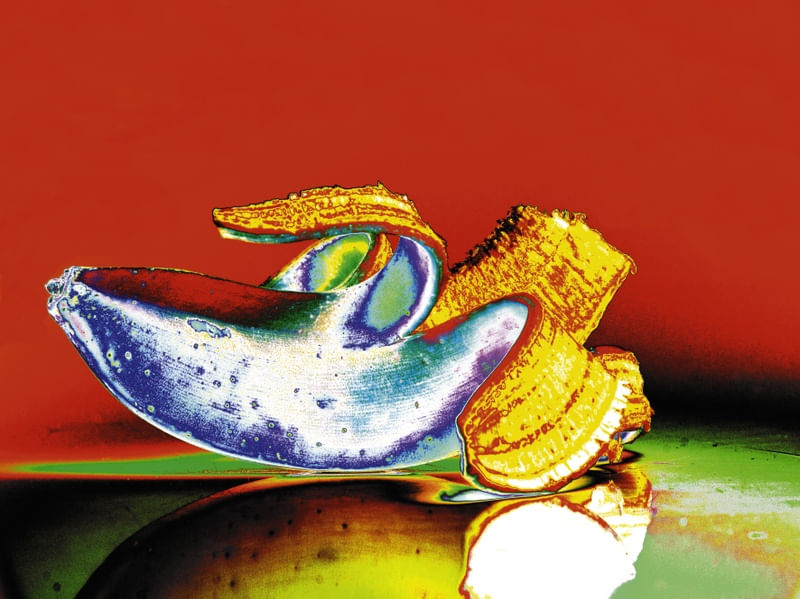 BANANA ESTILIZADA 2