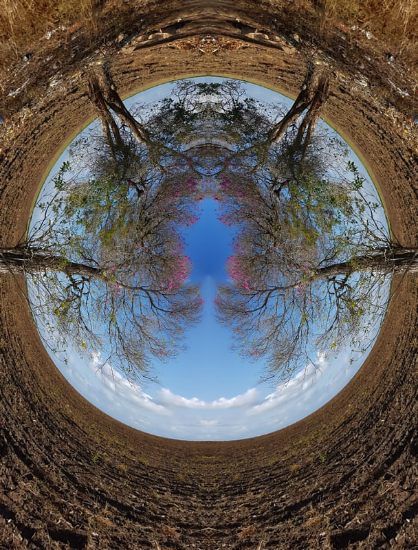 ÁRVORES NO MUNDO INVERTIDO
