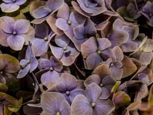 FLORES SILVESTRES_EM