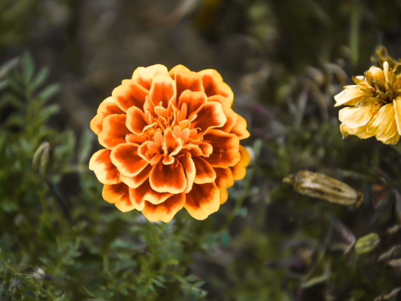 UMA FLOR MINIMALISTA